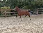 2,5 jarige hengst v. extreme US, Dieren en Toebehoren, Paarden, Gechipt, Dressuurpaard, Hengst, 3 tot 6 jaar