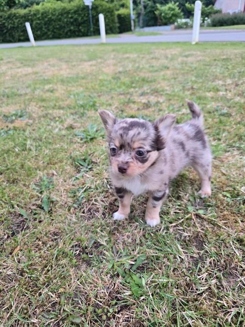 Shoco merle reutje, Dieren en Toebehoren, Honden | Chihuahua's en Gezelschapshonden, Reu, Chihuahua, Fokker | Professioneel, Meerdere