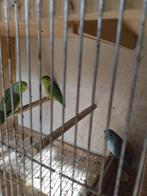 forbus, Dieren en Toebehoren, Geslacht onbekend, Parkiet
