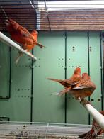 Canaris agate rouge, Ophalen