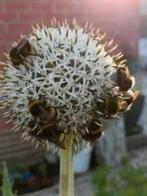 Witte kogeldistel plantjes, lees beschrijving, Volle zon, Vaste plant, Zomer, Ophalen