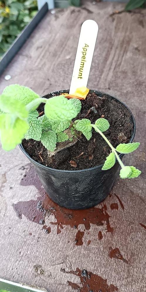 appelmunt, Tuin en Terras, Planten | Tuinplanten, Vaste plant, Kruiden, Halfschaduw, Zomer, Ophalen of Verzenden