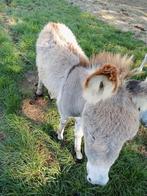 Ezel veulen, Dieren en Toebehoren