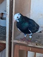 Birminghamrollers, Dieren en Toebehoren, Vogels | Duiven