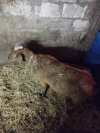 Boerengeit mieke, Animaux & Accessoires, Moutons, Chèvres & Cochons, Femelle, Chèvre, 3 à 5 ans