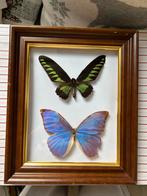 Taxidermie 2 vlinders