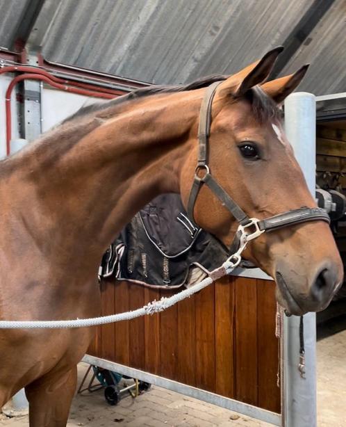 Getalenteerde 6 jarige elite merrie. PRIJS GEZAKT/BEMERKING, Dieren en Toebehoren, Paarden, Merrie, L, 170 tot 175 cm, 7 tot 10 jaar