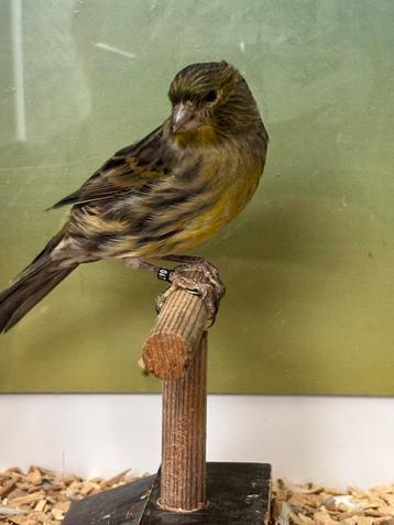 Zwart geel mozaïek kanaries – uit bloedlijn Rubiero Portugal beschikbaar voor biedingen