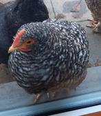 2 Mechelse Koekoek jong haantjes, Dieren en Toebehoren, Augustus, Mannelijk