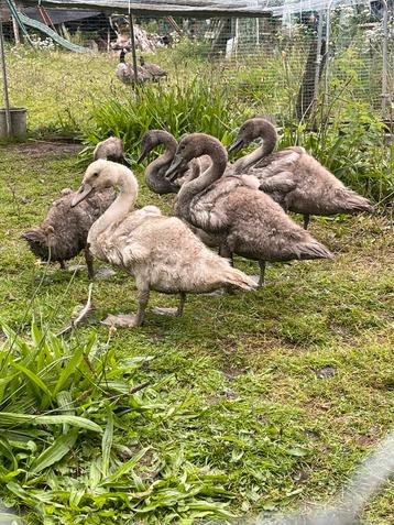Cygne beschikbaar voor biedingen