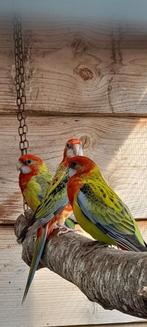 Prachtrosellas in verschillende kleuren, Dieren en Toebehoren, Vogels | Parkieten en Papegaaien, Parkiet
