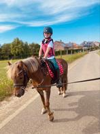 B pony, Dieren en Toebehoren, Pony's, Merrie, B, 7 tot 10 jaar