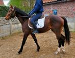 Prachtige jonge pony vader count on me z merrie, Z, Gechipt, Springpony, 3 tot 6 jaar