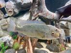 Oreochromis tanganicae, Dieren en Toebehoren, Vis, Zoetwatervis, Schoolvis