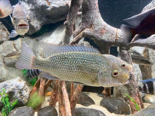 Oreochromis tanganicae, Dieren en Toebehoren, Vissen | Aquariumvissen, Zoetwatervis, Vis, Schoolvis