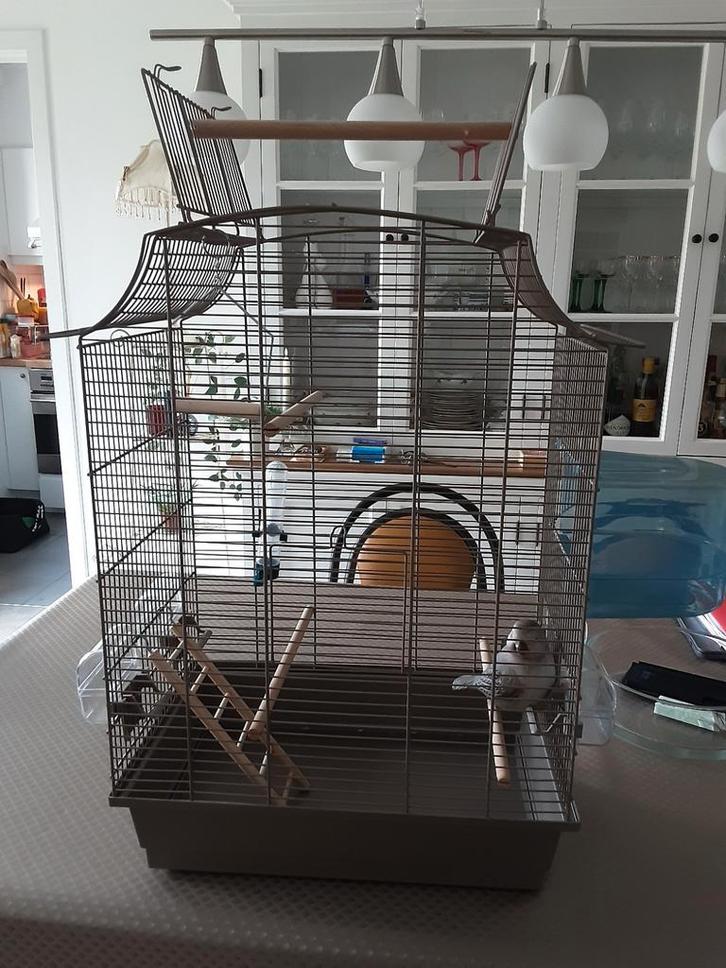 Cage d,oiseaux, Animaux & Accessoires, Oiseaux | Cages & Volières, Cage à oiseaux, Enlèvement
