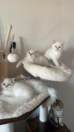 Britse korthaar en langhaar kittens mogen al verhuizen, Dieren en Toebehoren, Meerdere dieren, Gechipt, 0 tot 2 jaar
