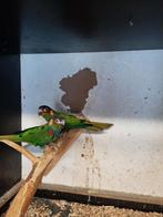 Pyrrhuras en pruimkoppen, Dieren en Toebehoren, Vogels | Parkieten en Papegaaien