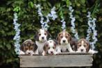 Beagle pups, Belgisch fokker van Beagletjes