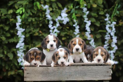 Chiots Beagle, éleveur belge de Beaglets, Animaux & Accessoires, Chiens | Beagles, Bassets & Chiens courants, Plusieurs animaux