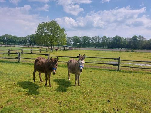 Twee drachtige ezeltjes, Dieren en Toebehoren, Overige Dieren, Vrouwelijk