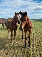 Springpaarden 2025, Dieren en Toebehoren, Springpaard, 0 tot 2 jaar, Onbeleerd, Meerdere dieren