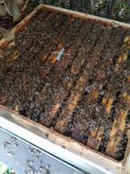 Honingbijen, bijen te koop., Animaux & Accessoires, Animaux Autre