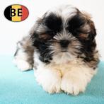 Prachtige Shih Tzu-puppy’s te koop, Dieren en Toebehoren, Honden | Chihuahua's en Gezelschapshonden, België, CDV (hondenziekte)