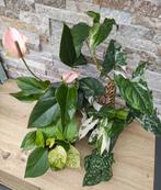 kamerplanten, alles voor 30 euro, Huis en Inrichting, Ophalen, Halfschaduw, In pot, Minder dan 100 cm