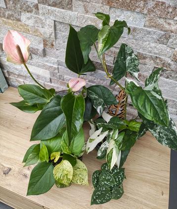 plantes d'intérieur, le tout pour 30 euros, Plante potagère, En pot, Moins de 100 cm, Enlèvement