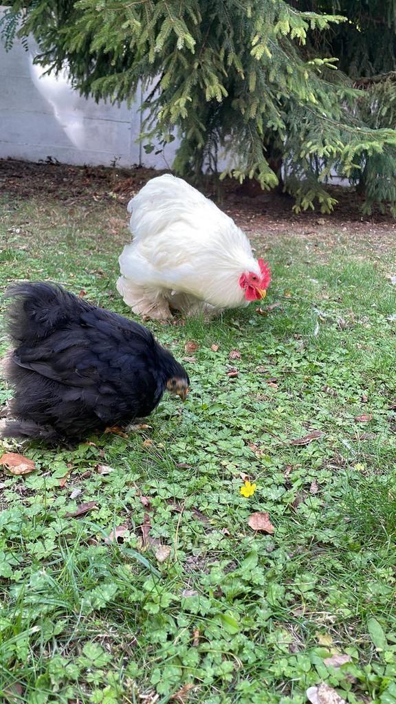 Cochin Kriel kippen, Dieren en Toebehoren, Pluimvee, Kip, Meerdere dieren
