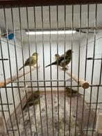 Fife fancy Mannen en Poppen, Dieren en Toebehoren, Vogels | Kanaries, Meerdere dieren, Postuurkanarie