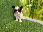 MINI Biewer Yorkshire Terrier pup, CDV (hondenziekte), Teef, 8 tot 15 weken, België