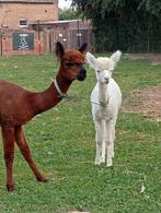 3 alpaca's hengsten, Dieren en Toebehoren