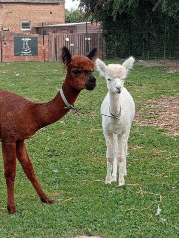 3 alpaca's hengsten  beschikbaar voor biedingen
