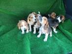 Beagle pups, Dieren en Toebehoren, Honden | Beagles, Bassets en Lopende honden, Beagle, 15 weken tot 1 jaar, Buitenland, CDV (hondenziekte)