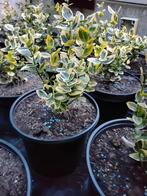 Vaste plant struik of haag, Tuin en Terras, Ophalen