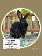 Voedster ter adoptie vzw duts, Dieren en Toebehoren