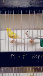 Kleurkanaries - Witte, gele, Dieren en Toebehoren, Kleurkanarie