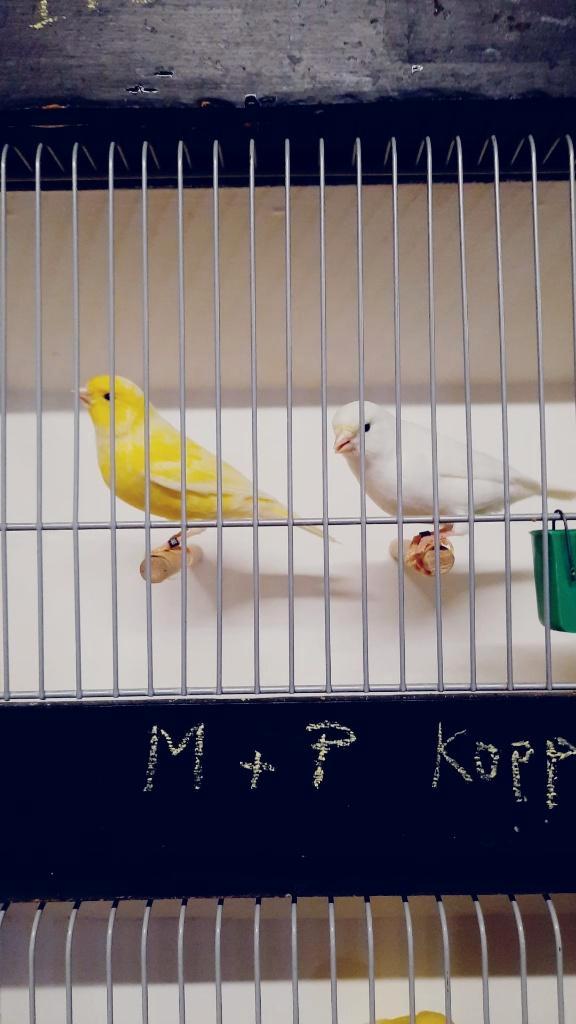 Kleurkanaries - Witte, gele, Dieren en Toebehoren, Vogels | Kanaries, Kleurkanarie