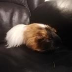 Cavia zeugje, Dieren en Toebehoren, Oktober, Vrouwelijk, Cavia
