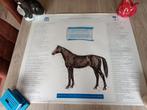 7 x A2 posters paardenanatomie (diergeneeskunde), Boeken, Studieboeken en Cursussen, Ophalen, Zo goed als nieuw