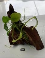 anubias op hout 15 cm, Dieren en Toebehoren, Nieuw, Plant(en), Steen of Hout, Ophalen of Verzenden