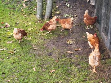 Prachtige leghennen, volop aan het leg beschikbaar voor biedingen