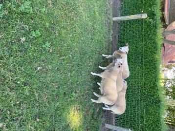 Dieren, Mâle
