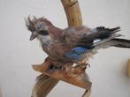 taxidermie oiseau geai, Opgezet dier, Vogel, Ophalen of Verzenden, Zo goed als nieuw