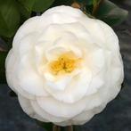 Camelia April Snow  stuntprijs 5€, Enlèvement, Autres espèces, Arbuste, Moins de 100 cm