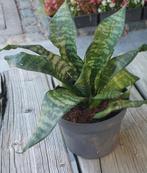 Mini Sanseveria - vrouwentong --6euro, Ophalen of Verzenden