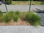 Siergrassen, Ophalen, Vaste plant, Siergrassen, Halfschaduw