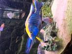Aulonocara maylandi sulfer